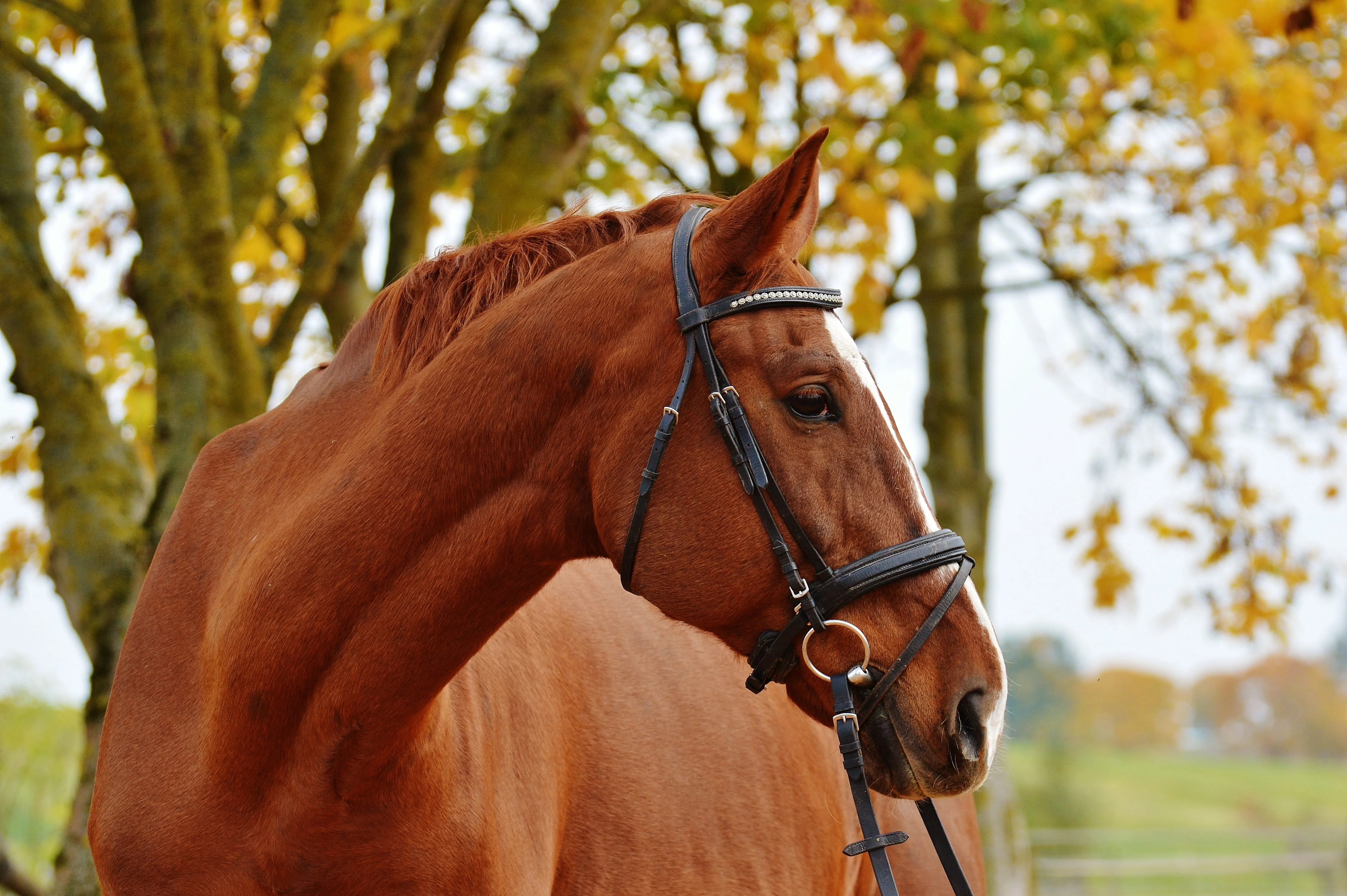Side profile of a horse with fall leaves in the background